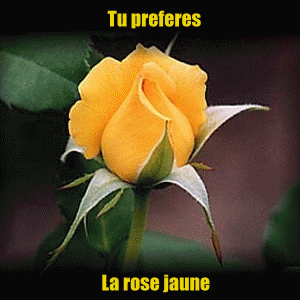 Rose en toutes couleurs.